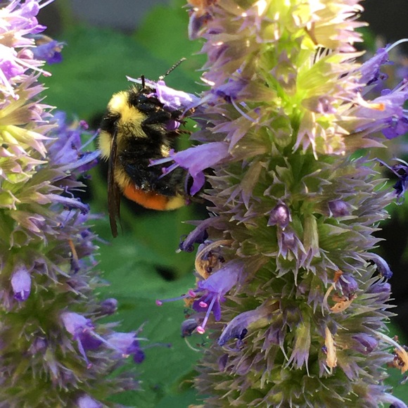 Meet your Posher, Heather - Picture 1 of 1